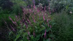 Bistorta (Persicaria) ampexicaulis 'Seven Oaks Village'